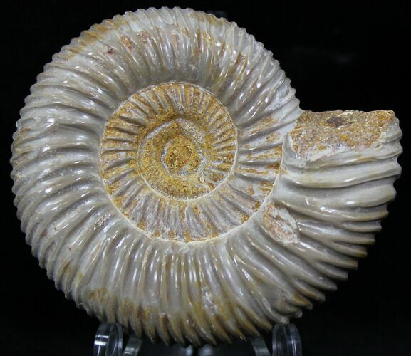 Perisphinctes Ammonite - Jurassic #22830